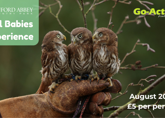 Owl Babies Experience